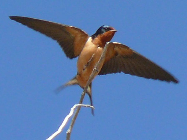 Barn Swallow