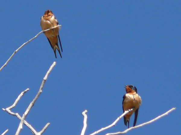 Barn Swallow
