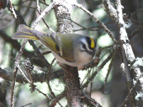 Golden-Crowned Kinglet